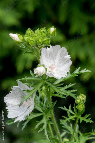 White musk mallow (Malva moschata) flowers