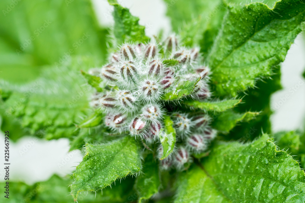 Closeup of Borage (Borago officinalis) buds Closeup of Borage (Borago officinalis) buds