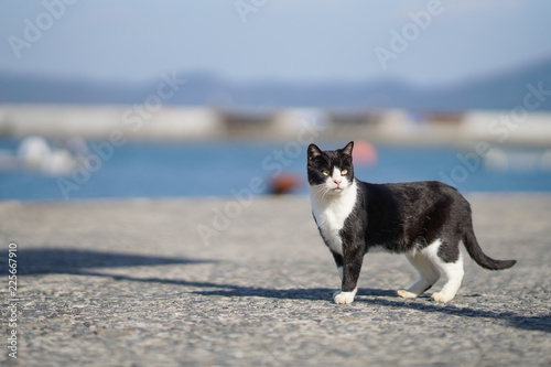 田代島の猫 Tashirojima,Japan Cats Paradise,Cats Island