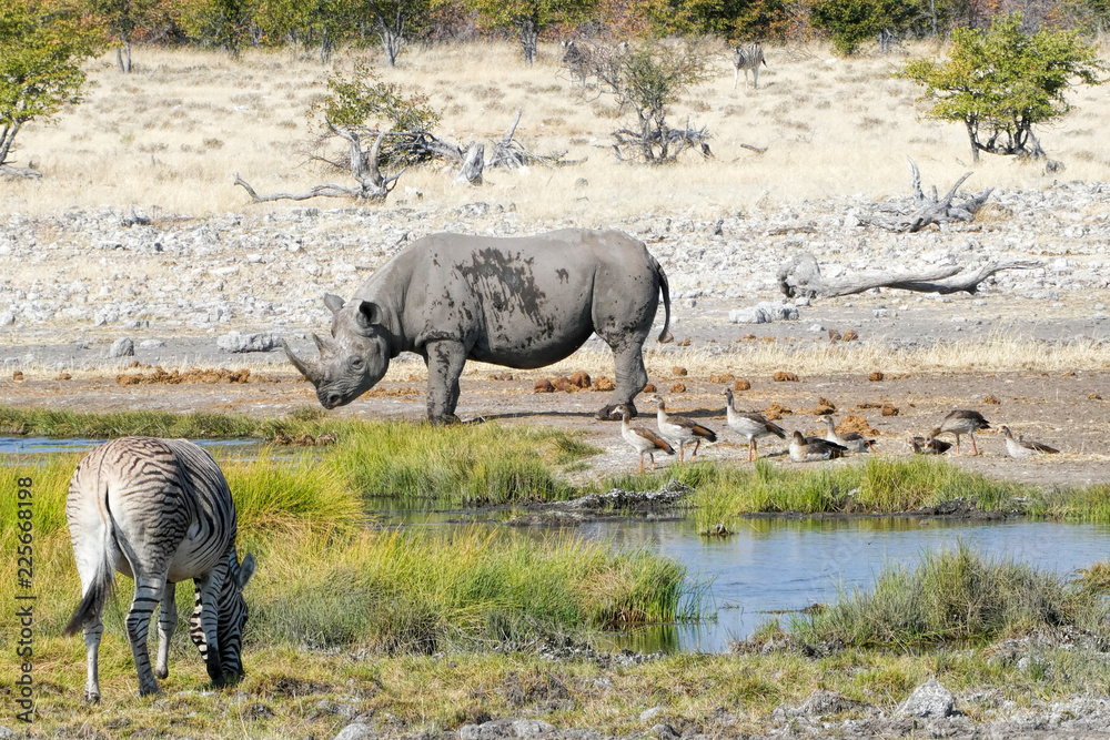 Obraz premium czarny nosorożec, zebry, egipskie gęsi w Namibii