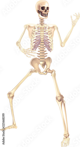 Human Skeleton Vector illustration isolated on a white background useful for creating medical and scientific materials. Anatomy, medicine and biology concept.