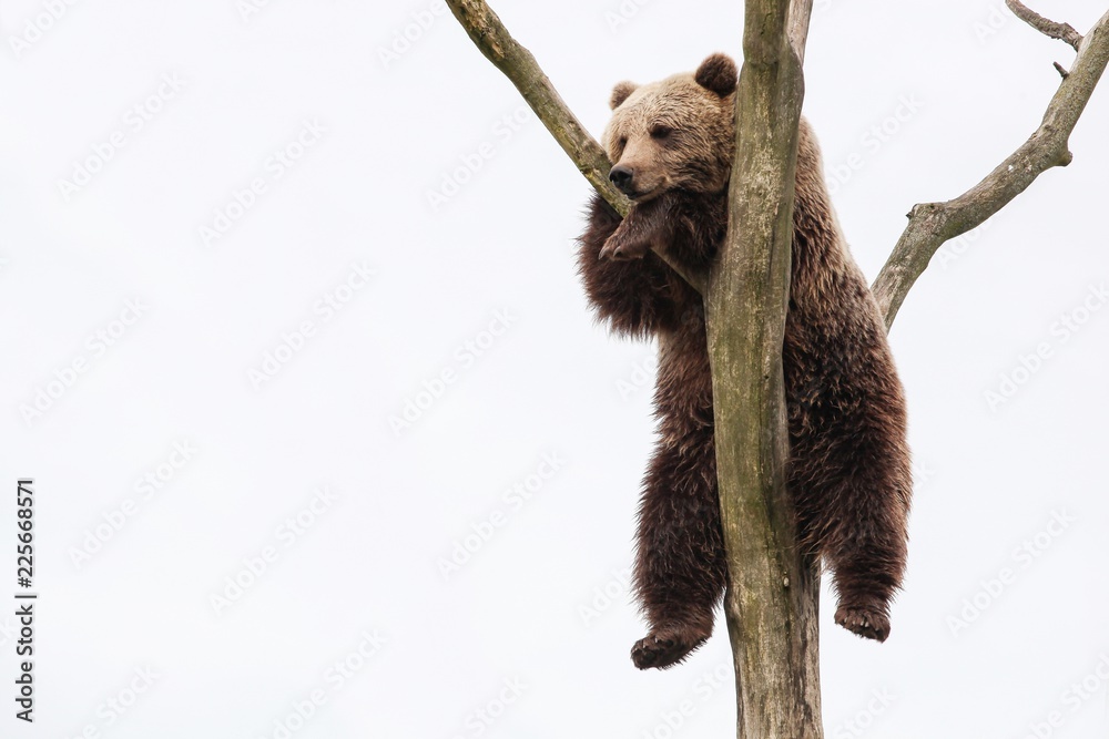 Naklejka premium Młody niedźwiedź brunatny na drzewie