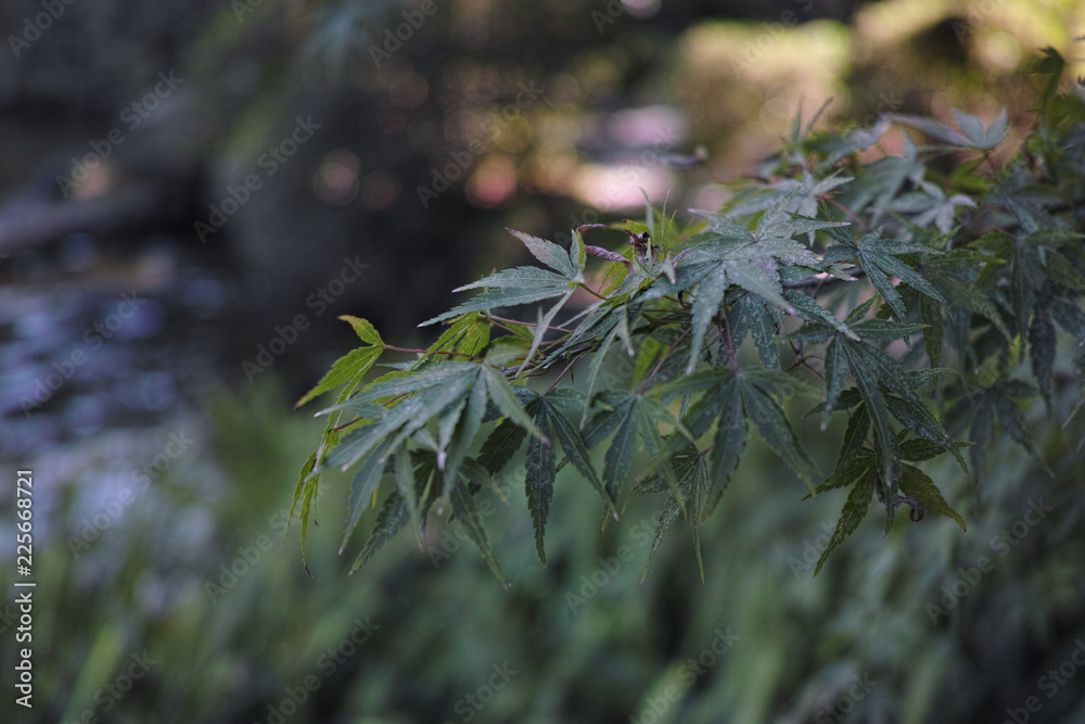 japanese marple tree momiji branch close-up japanese marple tree momiji branch close-up