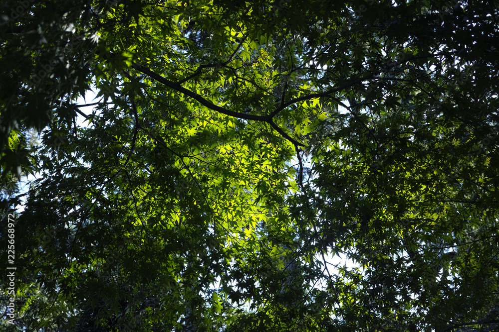 Fototapeta premium under the japanese marple