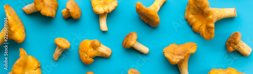 chanterelle on a blue background