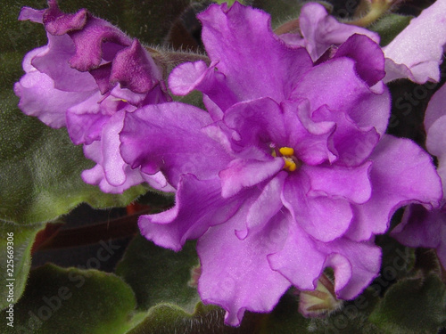 African violet. Beautiful variety of violets. Saintpaulia varieties Happi cricked with beautiful flowers. Closeup.