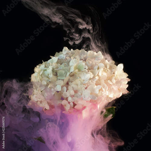 ink in water - purple ink smoke around a hydrangea flower on a black background