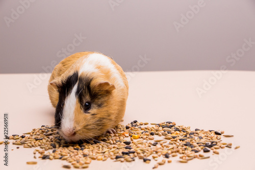 Funny guinea pig sitting on a pile of feed and eat different grain. Feeding guinea pig.