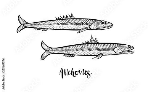 Anchovies hand drawn vector illustration. Black line sketch.
