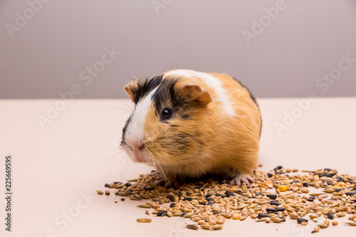 Funny guinea pig sitting on a pile of feed and eat different grain. Feeding guinea pig.