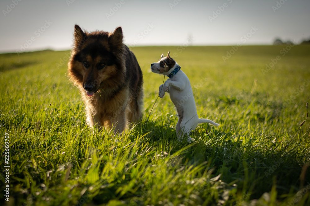 Bohemian Shepherd with Parson Russell Terrier Puppy Bohemian Shepherd with Parson Russell Terrier Puppy