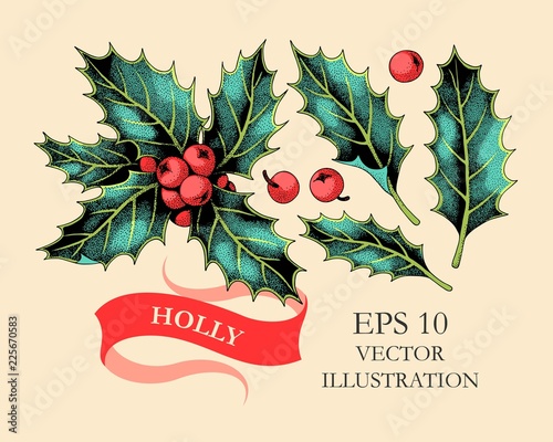 Vector set of holly leaves and berries