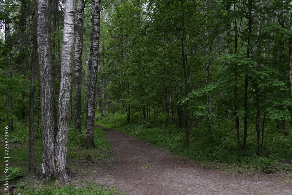 Green, leafy birch forest road trail z