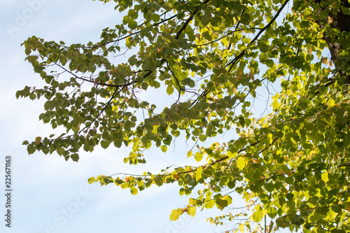 Fototapeta Naklejka Na Ścianę i Meble -  green leaves of a tree