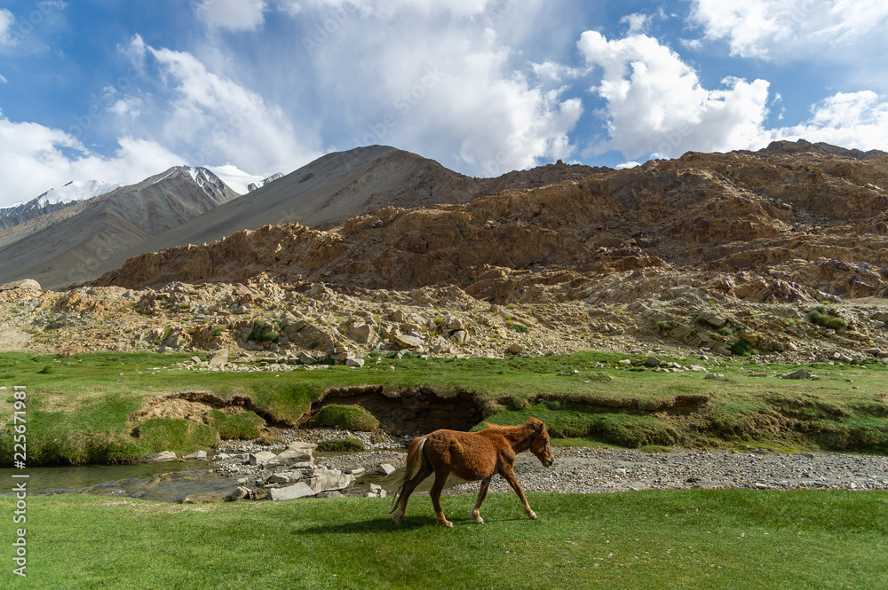 wild horse at highway to pangong lake