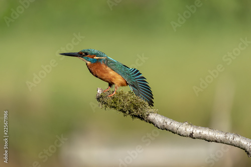 Kingfisher © riachsion