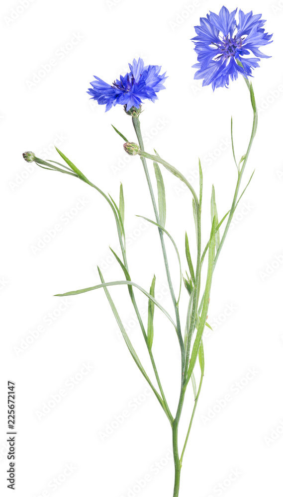 bright blue cornflower with two blooms on white