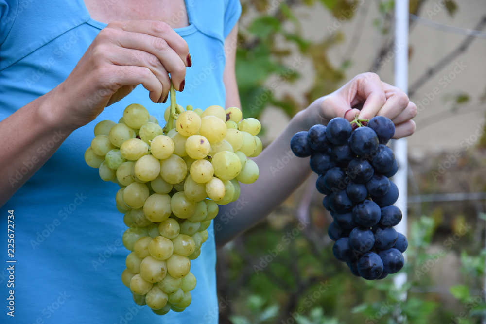 Bunch of ripe grapes in woman's hand. Woman hold white and red grape in hands