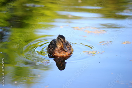 duck in water photo