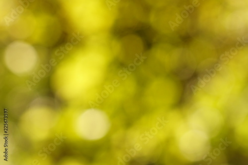 Green bokeh out of focus background from nature leaves