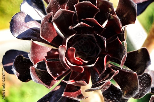 Tree aeonium, aeonium arboreum succulent plant under the sun photo