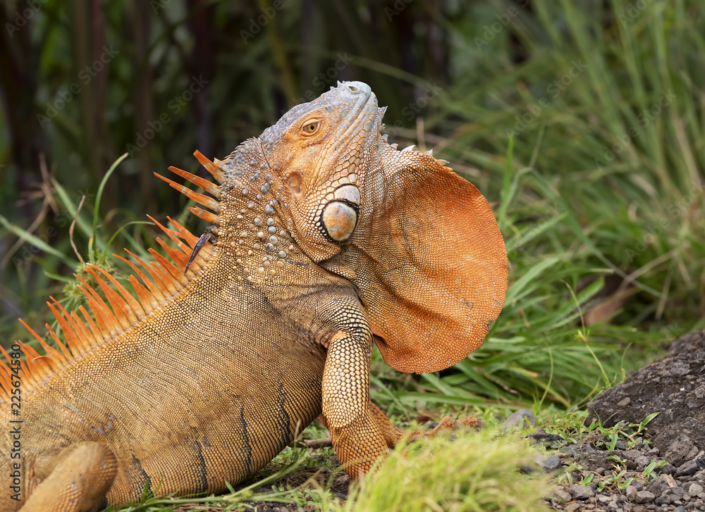Green Iguana with their dewlap extended - Costa Rica Green Iguana with their dewlap extended - Costa Rica