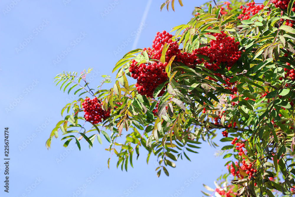 aurumn ashberry branch and berries. Colorful background