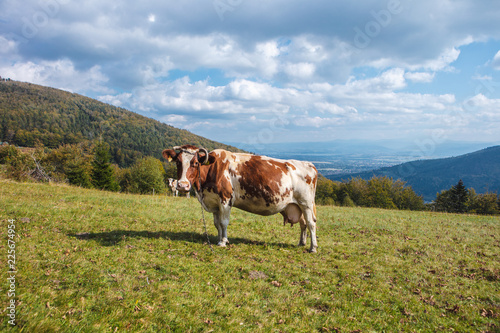 Krowa na pastwisku w górach na tle niebieskiego nieba i zielonej trawy