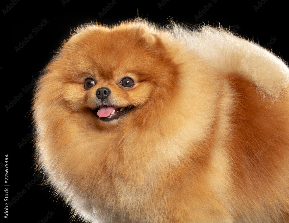 Pomeranian spitz Dog on Isolated Black Background in studio Pomeranian spitz Dog on Isolated Black Background in studio