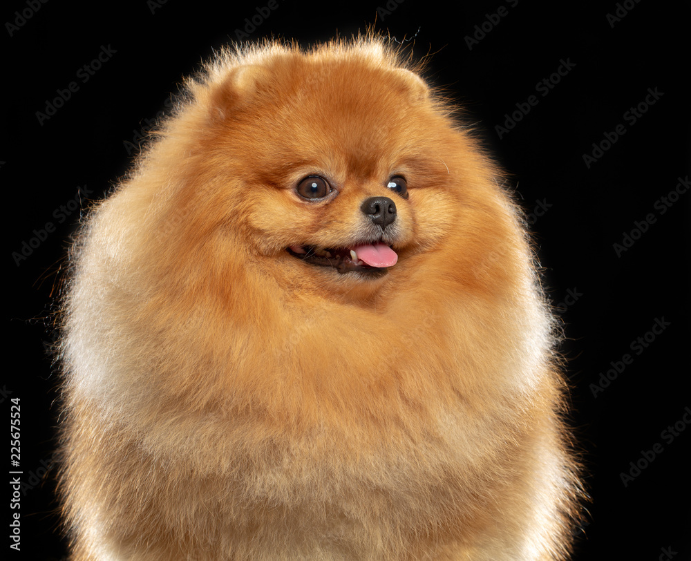 Pomeranian spitz Dog on Isolated Black Background in studio Pomeranian spitz Dog on Isolated Black Background in studio