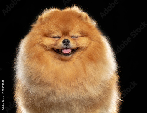 Pomeranian spitz Dog on Isolated Black Background in studio