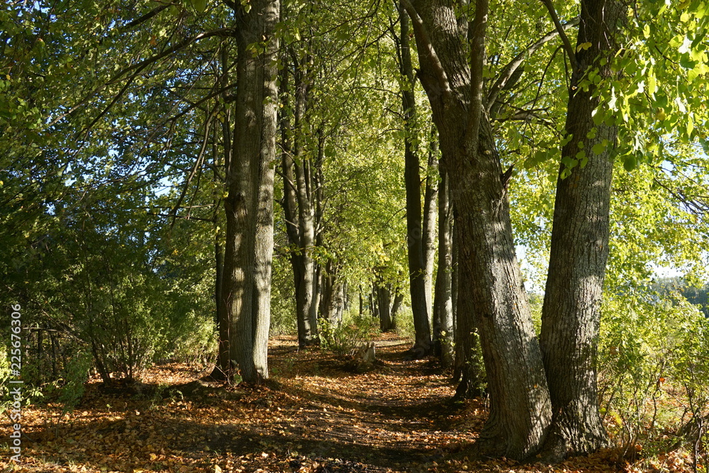 Fototapeta premium autumn
