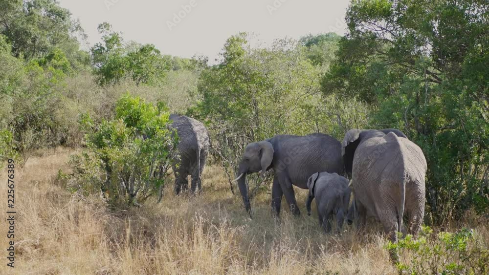 Family Of African Wild Elephants With Babies In The Bushes Family Of African Wild Elephants With Babies In The Bushes