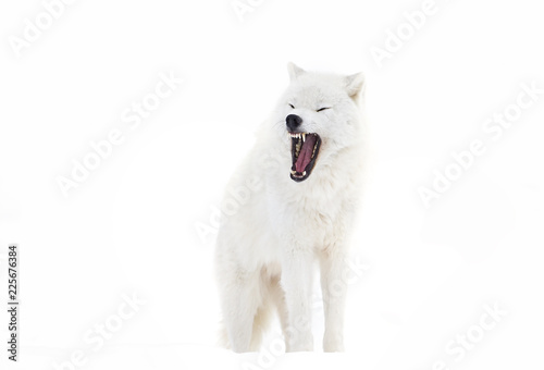 A lone Arctic wolf (Canis lupus arctos) bark isolated on white background in Canada