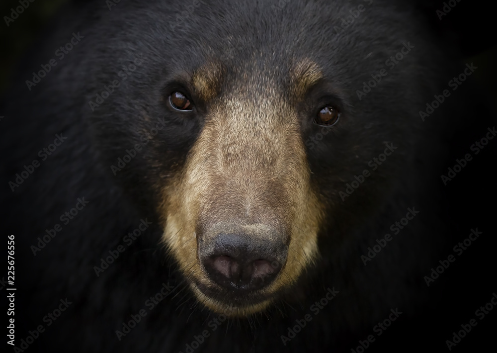 Fototapeta premium Portret zbliżenie niedźwiedź czarny (Ursus americanus) na łące jesienią w Kanadzie