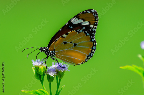 Butterfly with flowers on a green background