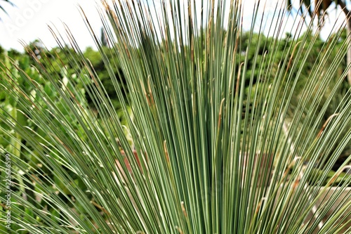 Beautiful hesperoyucca whipplei in the garden photo