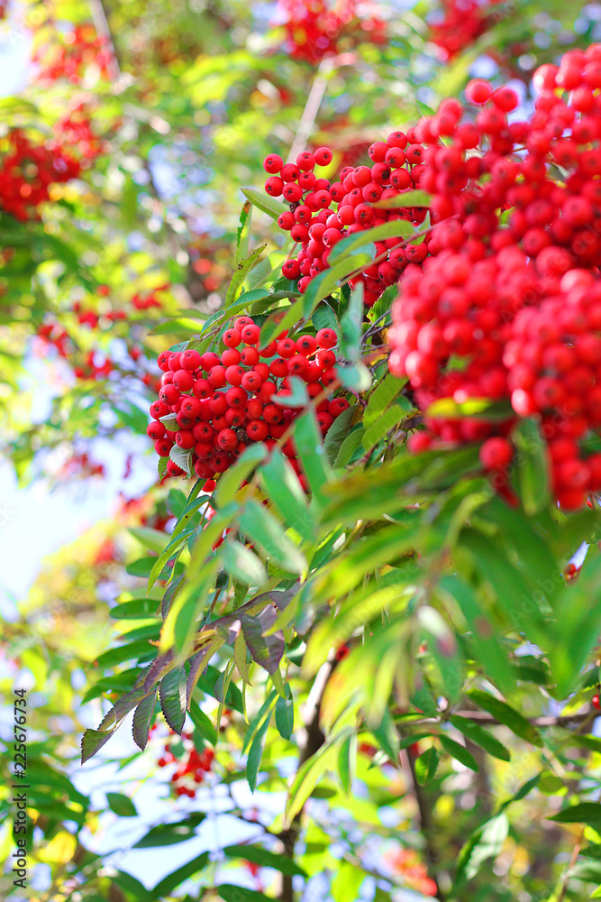 aurumn ashberry branch and berries. Colorful background aurumn ashberry branch and berries. Colorful background