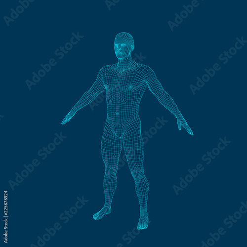 Standing man. Wireframe human body. Vector outline illustration