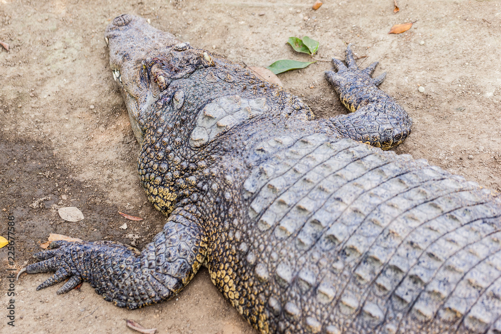 Fototapeta premium Big scary crocodile closeup
