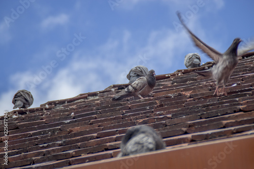 Palomas