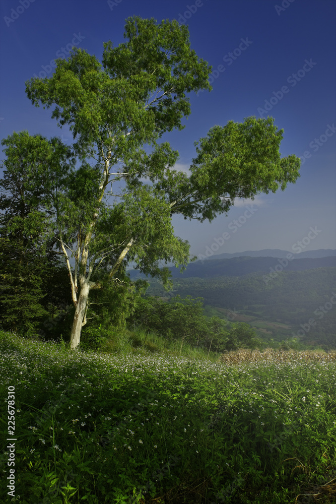 Fototapeta premium Tree.
