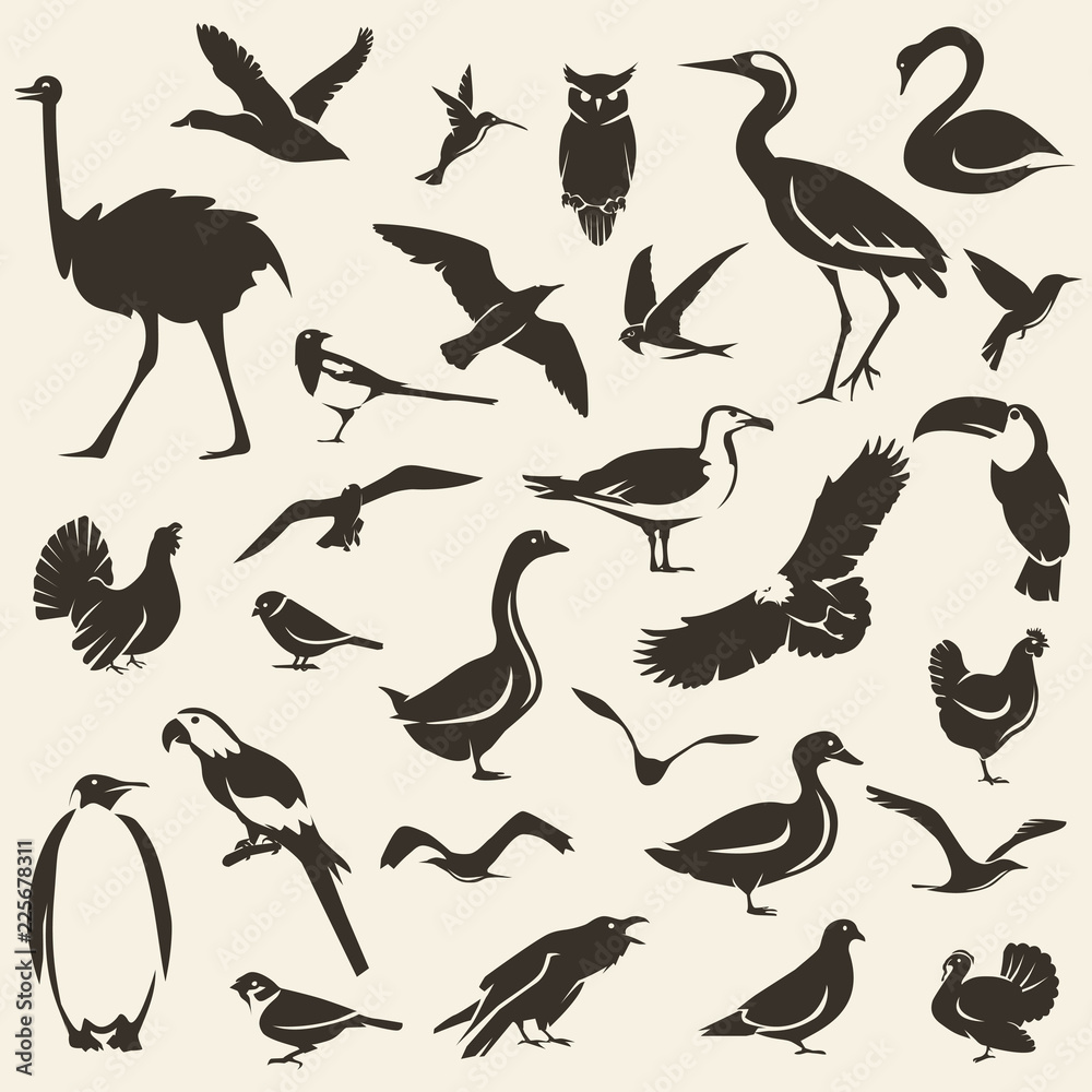Fototapeta premium Birds big collection, stylized vector silhouettes, wildlife template