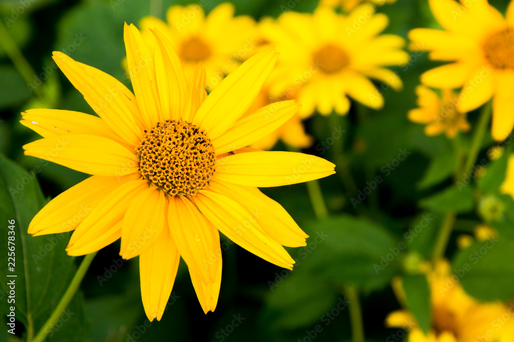 yellow flowers in the garden yellow flowers in the garden