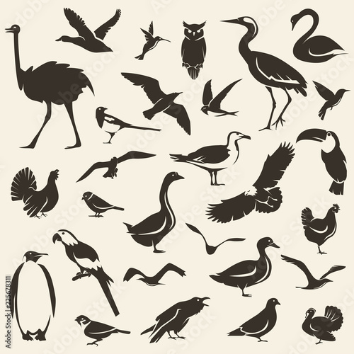 Fototapeta Naklejka Na Ścianę i Meble -  Birds big collection, stylized vector silhouettes, wildlife template