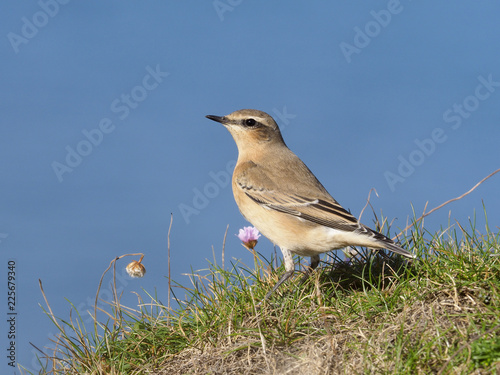 Northern wheatear,  Oenanthe oenanthe photo