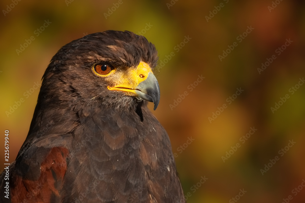 Harris hawk in front auf autumn colours Harris hawk in front auf autumn colours