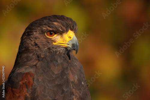 Harris hawk in front auf autumn colours