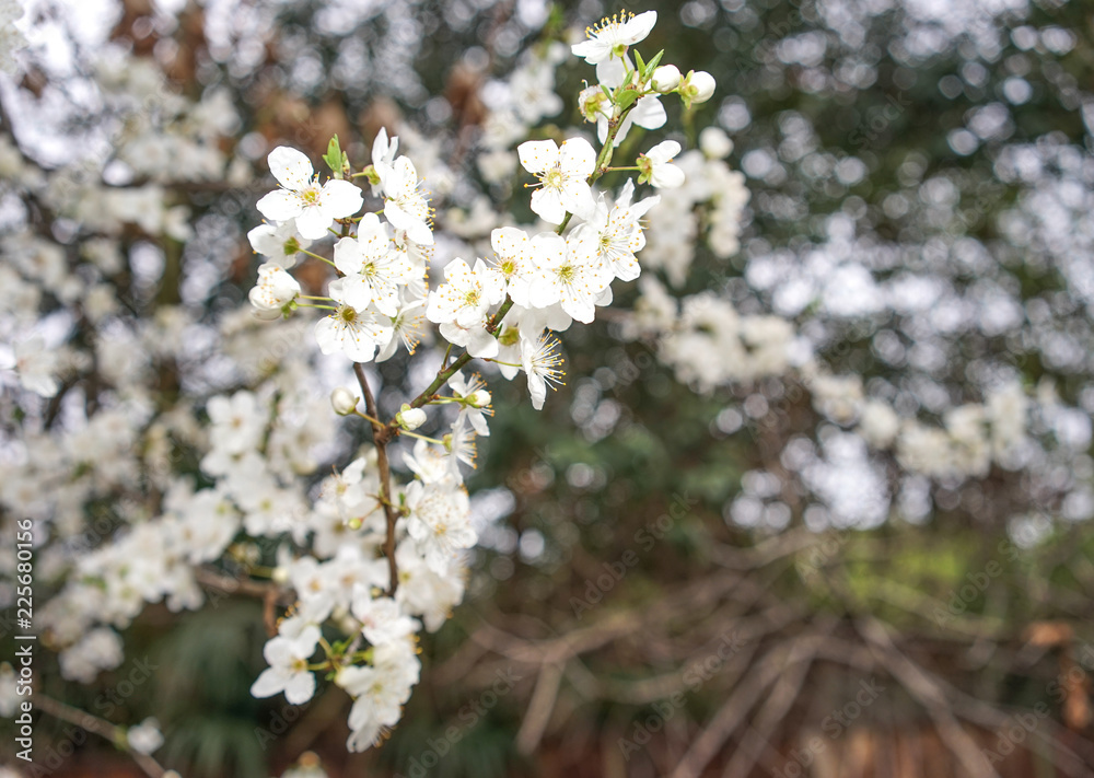 Blooming fruit tree on a beautiful white bokeh background.