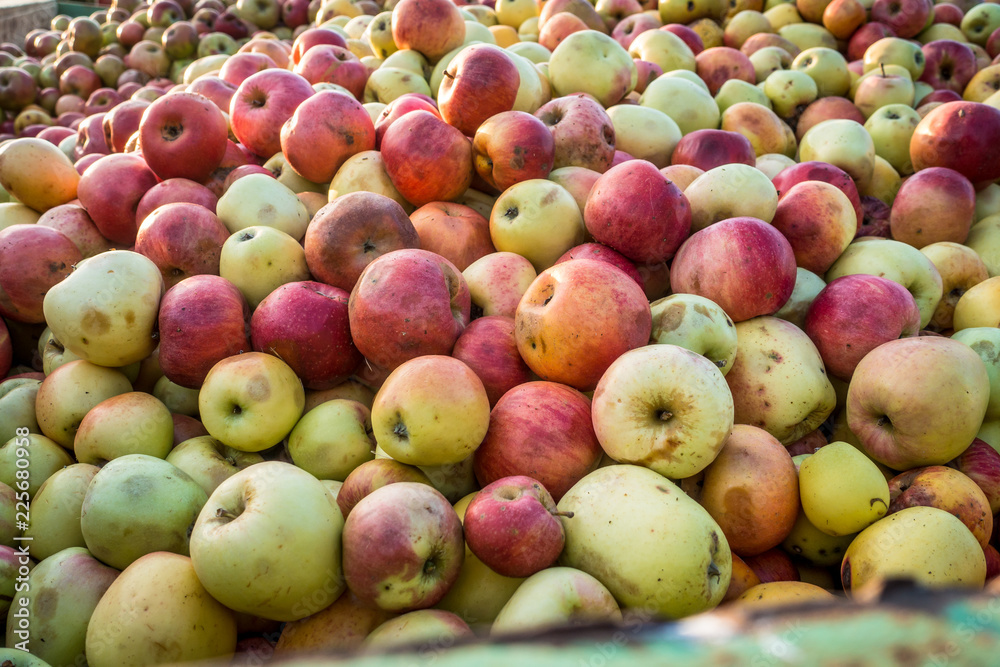 Äpfel im Container